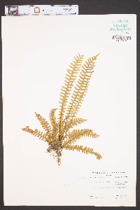 Asplenium resiliens image