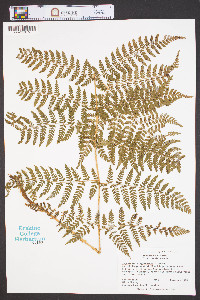 Dryopteris campyloptera image