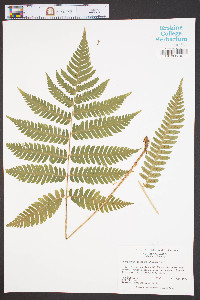 Dryopteris goldieana image