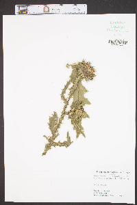 Carduus nutans image
