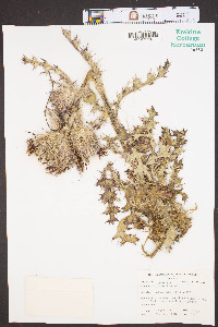 Carduus spinosissimus image