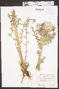 Carduus spinosissimus image