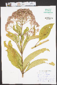 Eutrochium fistulosum image
