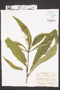 Eutrochium fistulosum image