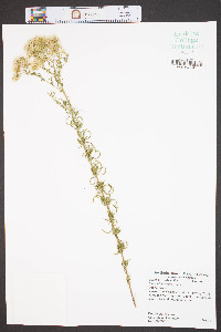 Eupatorium hyssopifolium image