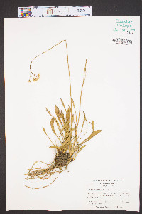 Erigeron vernus image
