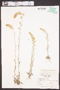 Gamochaeta purpurea image