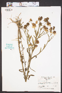 Helenium flexuosum image