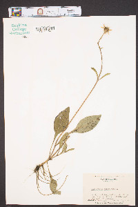 Helianthus atrorubens image