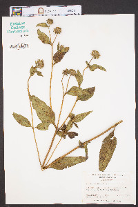 Helianthus divaricatus image