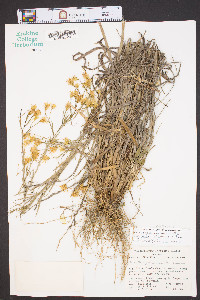 Chrysopsis graminifolia var. aspera image