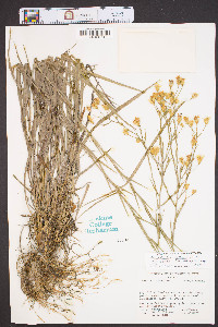 Chrysopsis graminifolia image