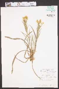 Chrysopsis graminifolia image