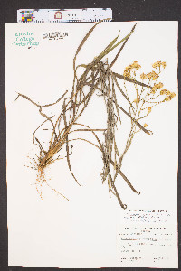 Chrysopsis graminifolia var. aspera image