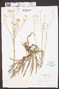 Heterotheca nervosa var. microcephala image