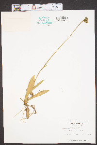 Hieracium caespitosum image