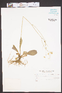 Hieracium venosum image