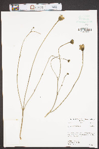 Hypochaeris radicata image