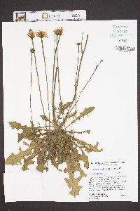 Hypochaeris radicata image