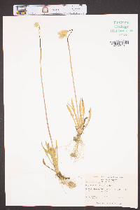 Krigia dandelion image