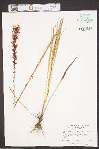 Liatris spicata image