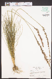 Liatris tenuifolia image