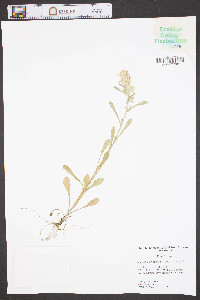 Gamochaeta purpurea image