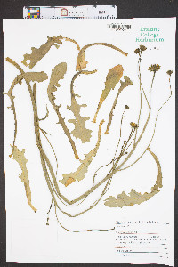 Hypochaeris radicata image