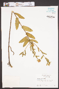 Pluchea rosea image