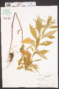 Solidago curtisii image