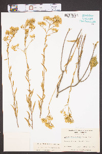 Solidago pauciflosculosa image