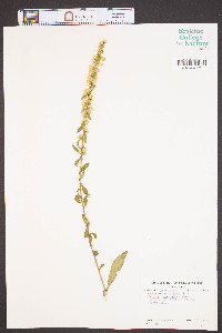 Solidago roanensis image