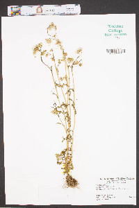 Senecio vulgaris image