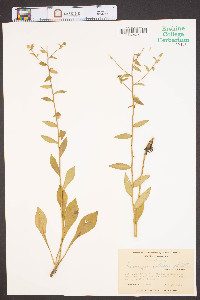 Sericocarpus asteroides image