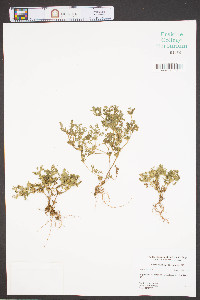 Soliva sessilis image