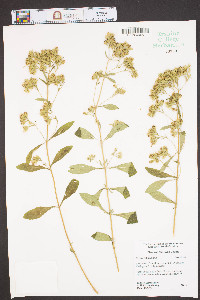 Stevia rebaudiana image