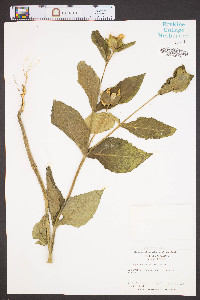 Tetragonotheca helianthoides image