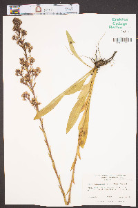 Trilisa paniculata image