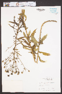Vernonia angustifolia image