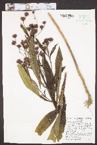 Vernonia noveboracensis image
