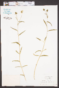 Viguiera porteri image