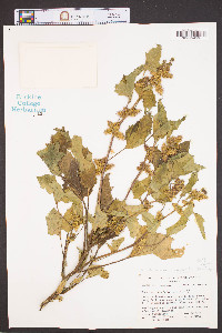 Xanthium strumarium var. glabratum image