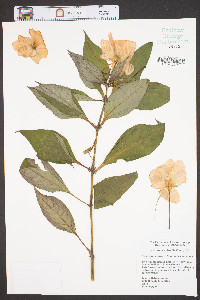 Impatiens hawkeri image
