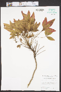 Nandina domestica image