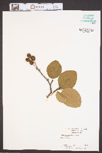 Alnus crispa image