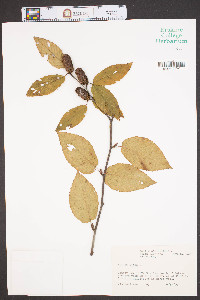 Betula lenta image