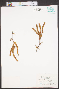 Betula lenta image