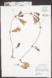 Bignonia capreolata image