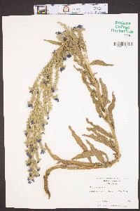 Echium vulgare image