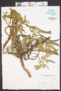 Echium vulgare image